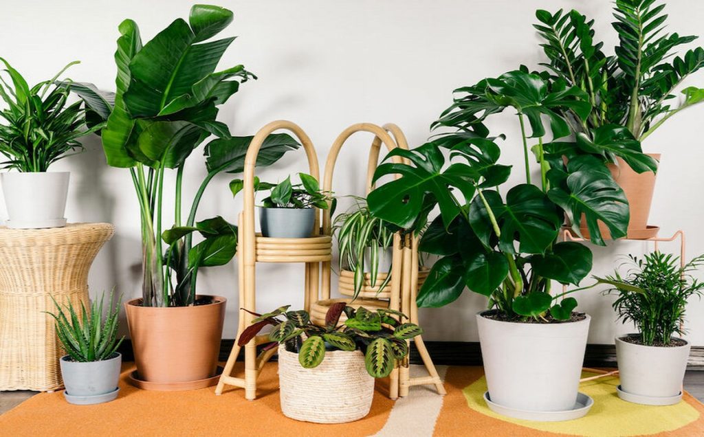 بهترین گیاهان آپارتمانی مناسب تصفیه هوای منزل