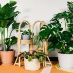 بهترین گیاهان آپارتمانی مناسب تصفیه هوای منزل