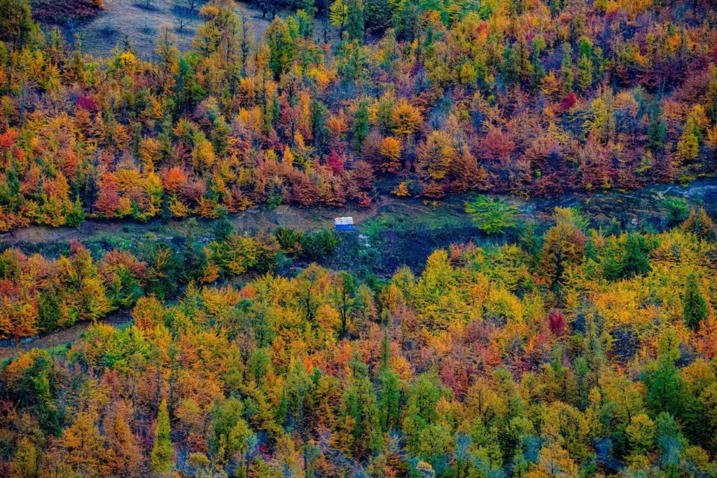 جنگل پاییزی گیسوم 